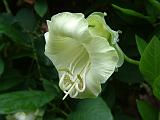 Cobaea scandens 